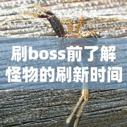 刷boss前了解怪物的刷新时间有必要